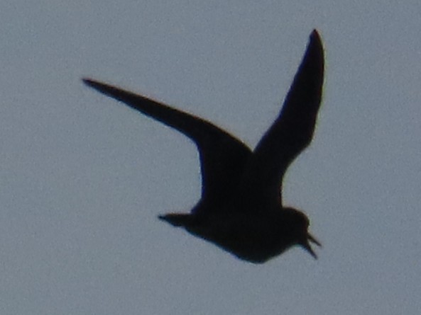 Pluvier fauve - ML645708611