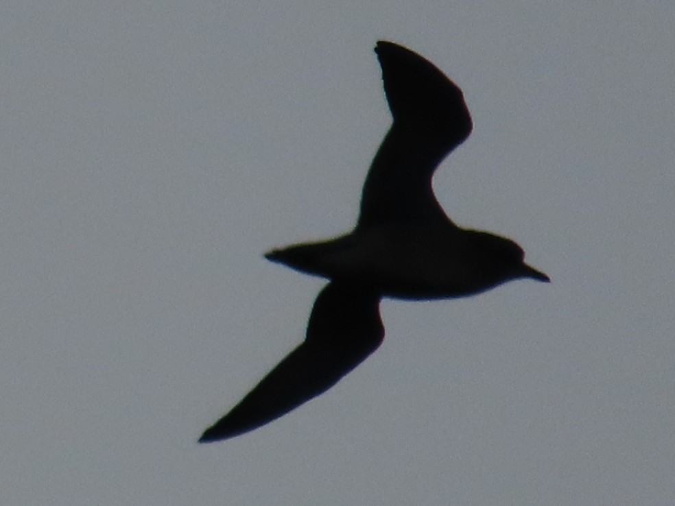 Pluvier fauve - ML645708612