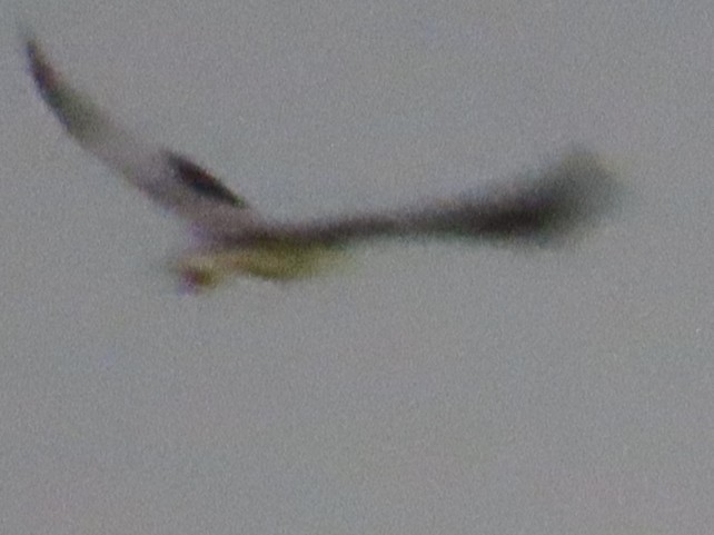 Élanion blanc - ML645708614