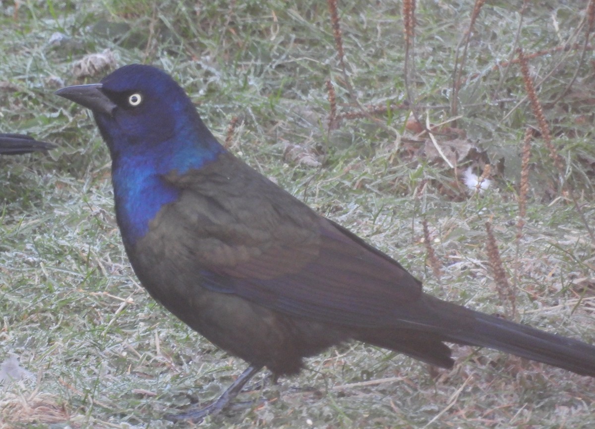 Quiscale bronzé - ML645708615