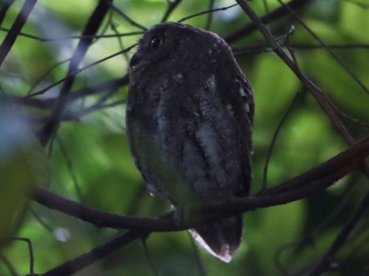 Petit-duc d'Orient - ML645708616