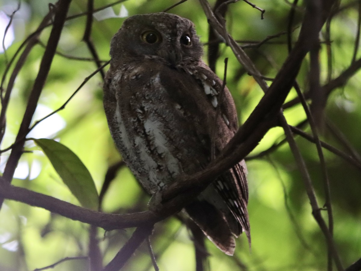 Petit-duc d'Orient - ML645708617