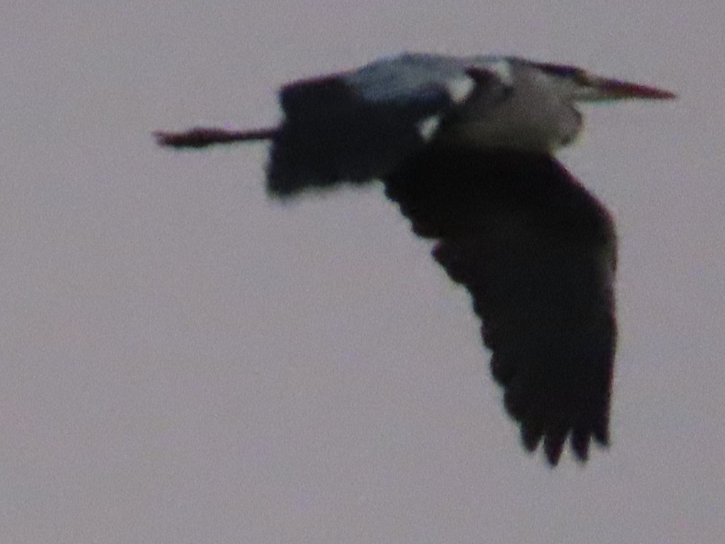 Héron cendré - ML645708619