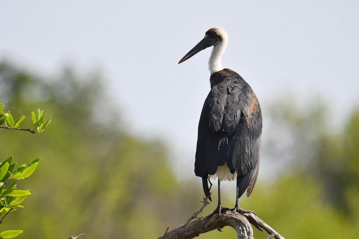 African Woolly-necked Stork - ML645708628