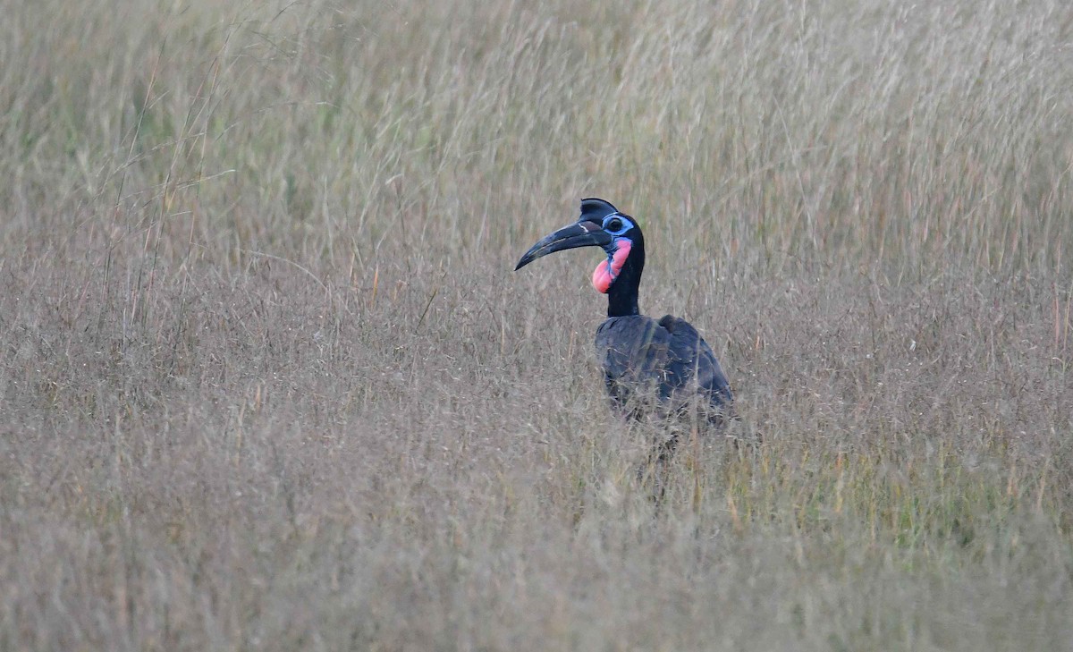 Abyssinian Ground-Hornbill - ML645708632