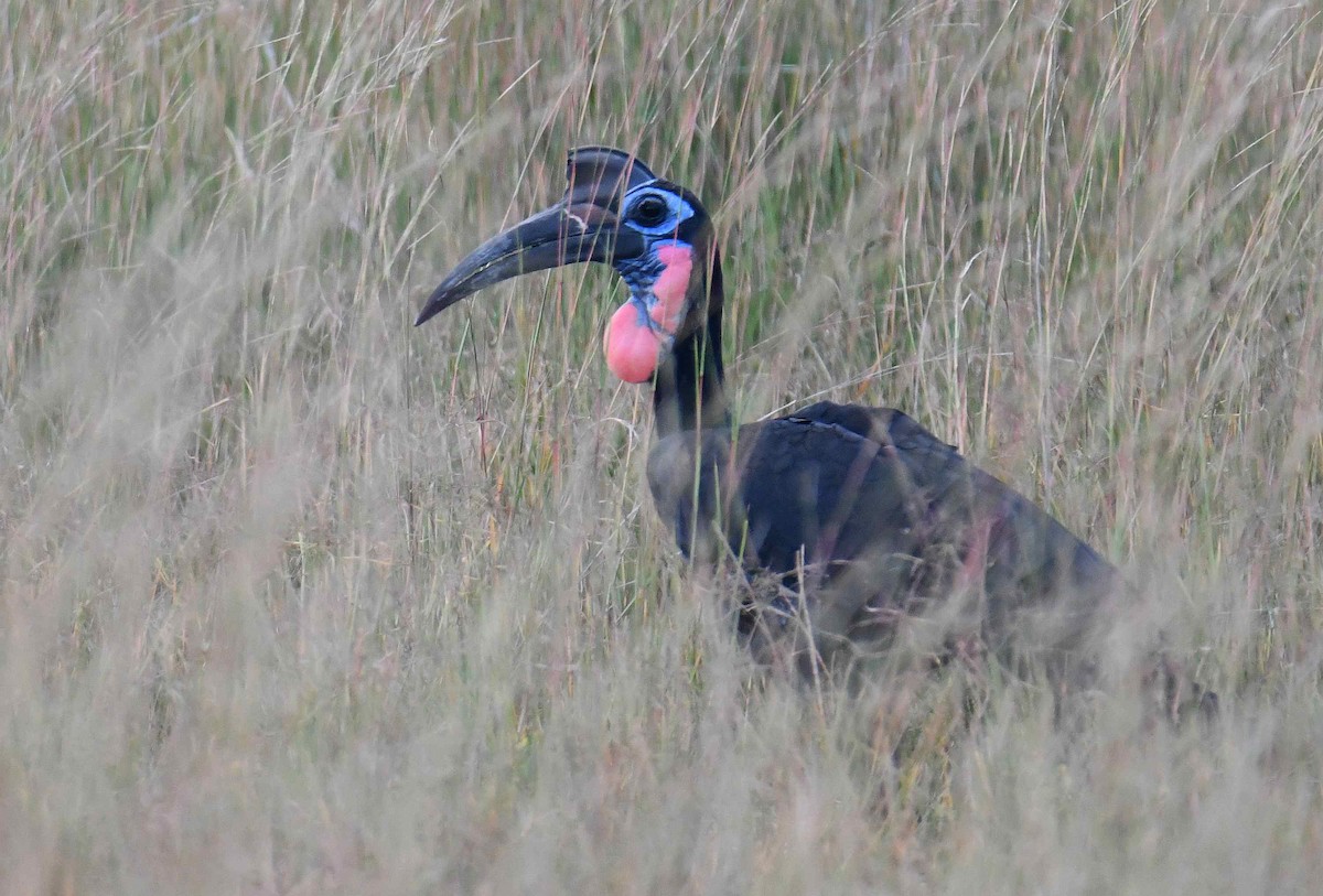 Abyssinian Ground-Hornbill - ML645708633