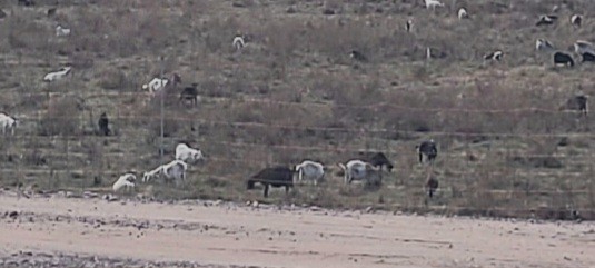 Animals - ML645708639