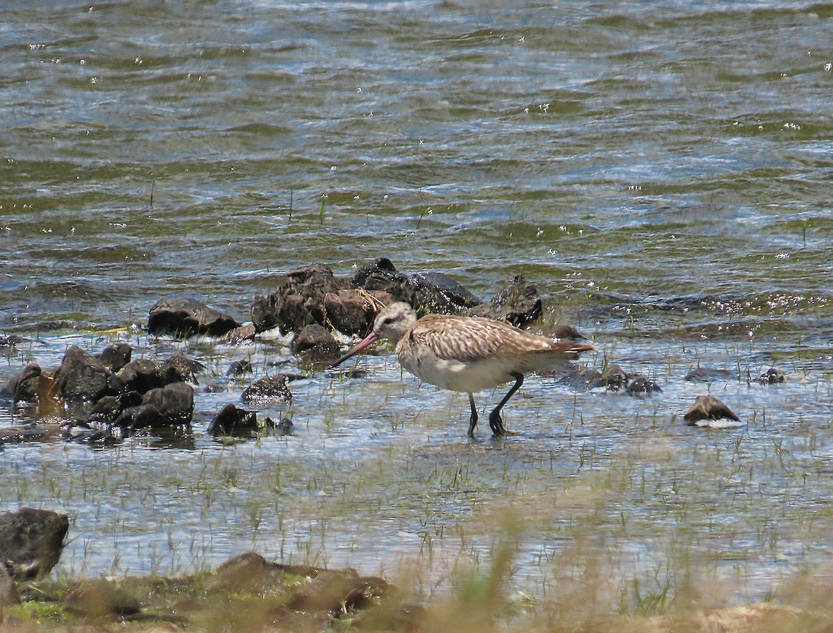 斑尾鷸 - ML645708642