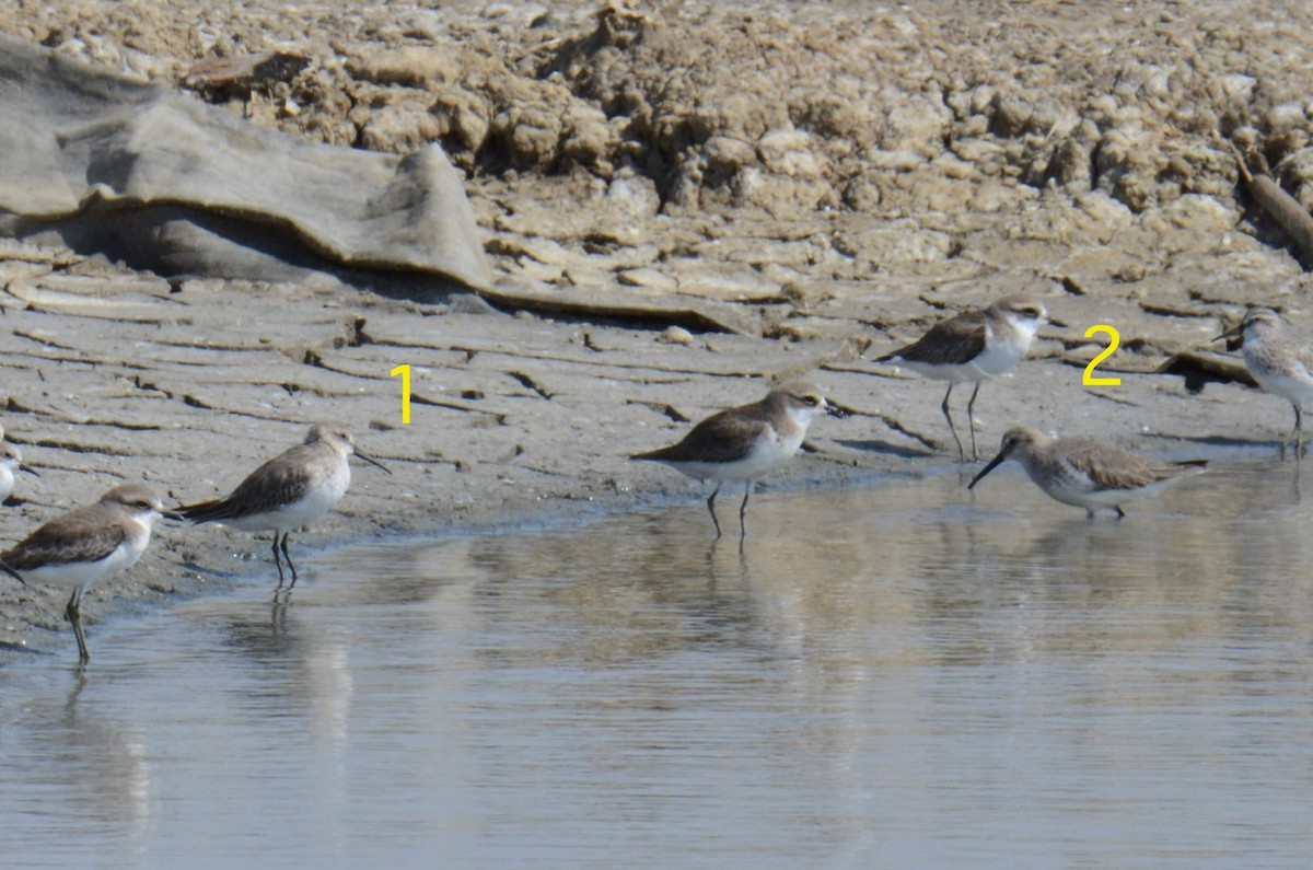 Dunlin - ML645708644