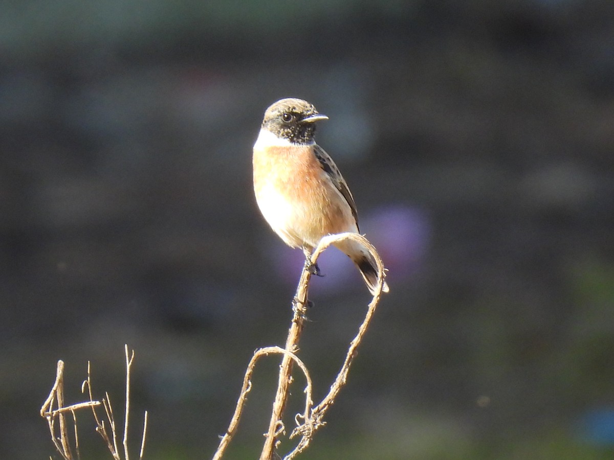 European Stonechat - ML645708647