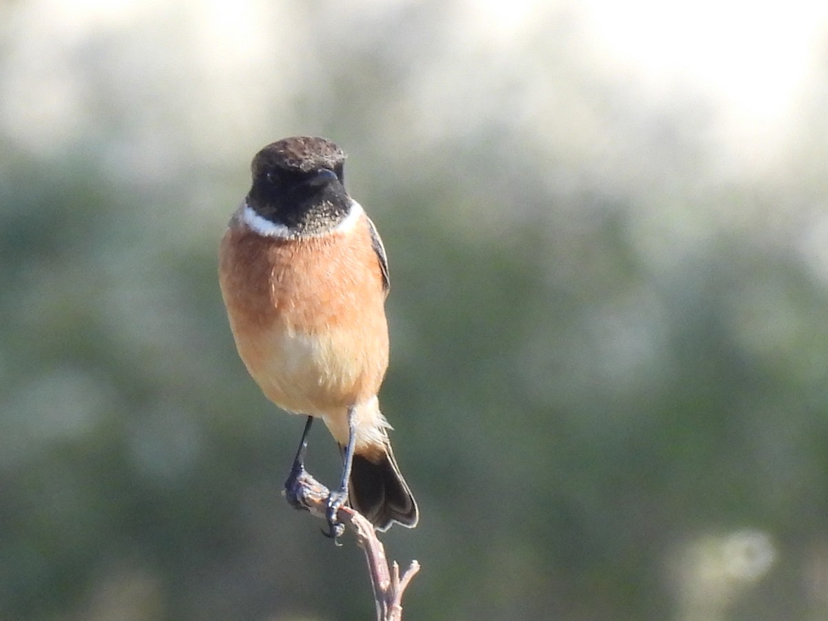 European Stonechat - ML645708652