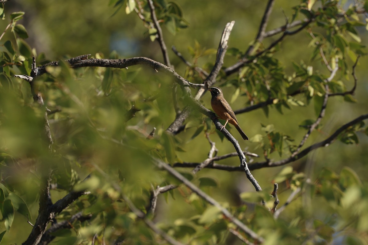 Cinnamon-breasted Bunting - ML645708654