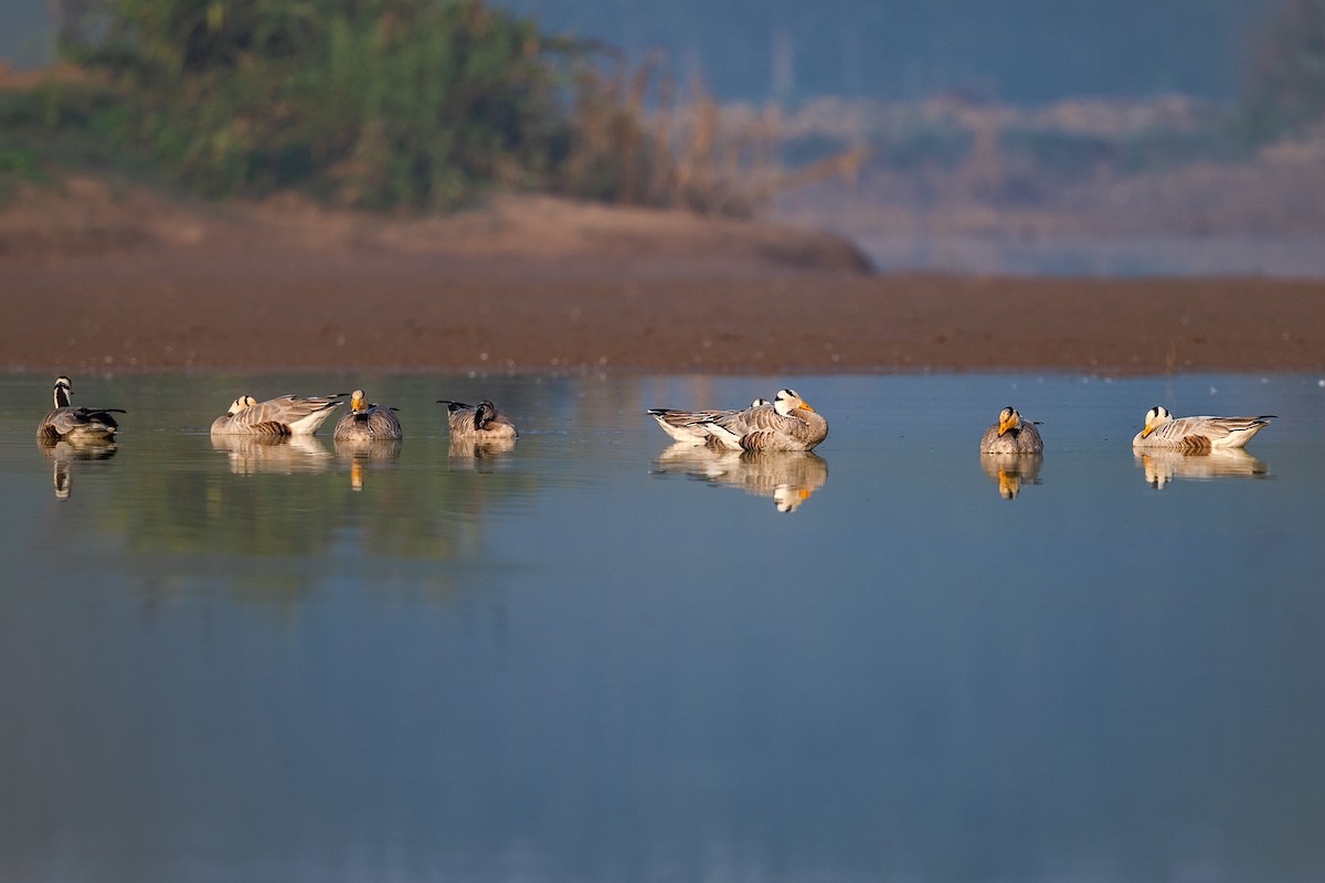 Oie à tête barrée - ML645708659