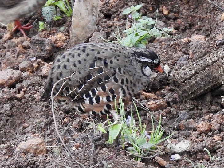 křepelka pestrá - ML645708661