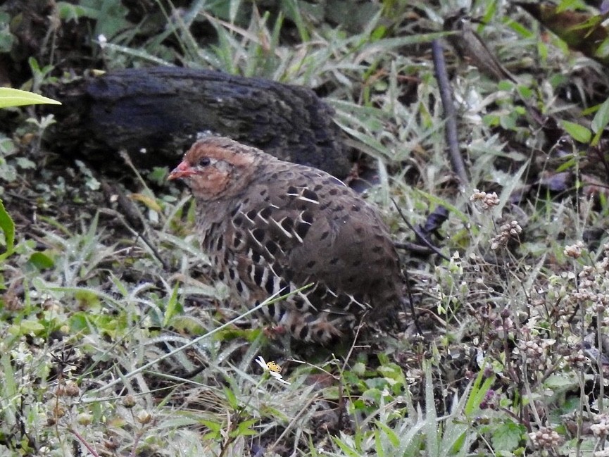 křepelka pestrá - ML645708662