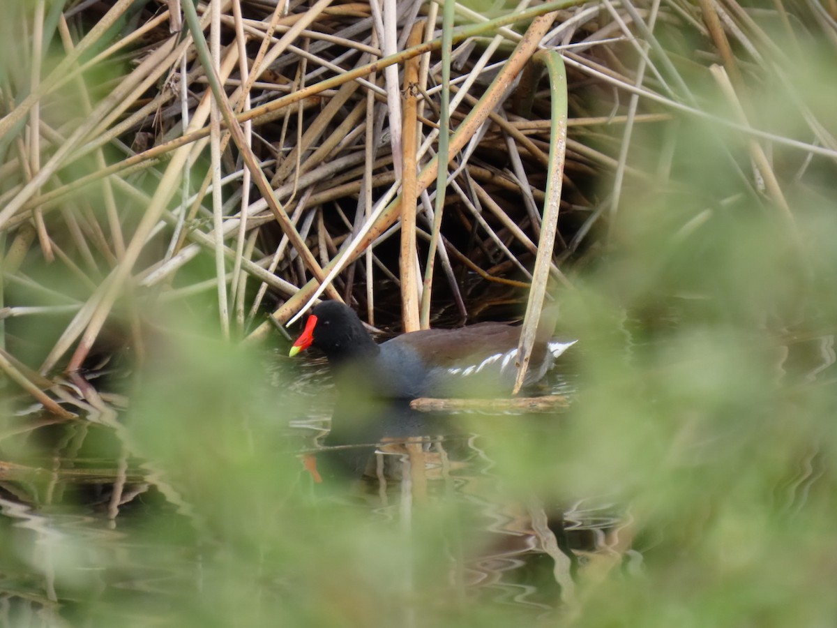 Американская камышница - ML645708668