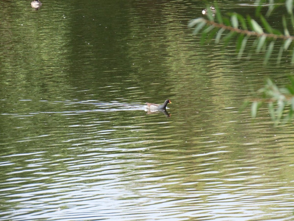 Американская камышница - ML645708669