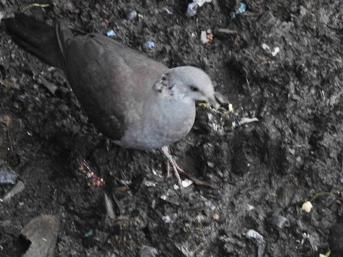 Paloma de Los Nilgiri - ML645708676