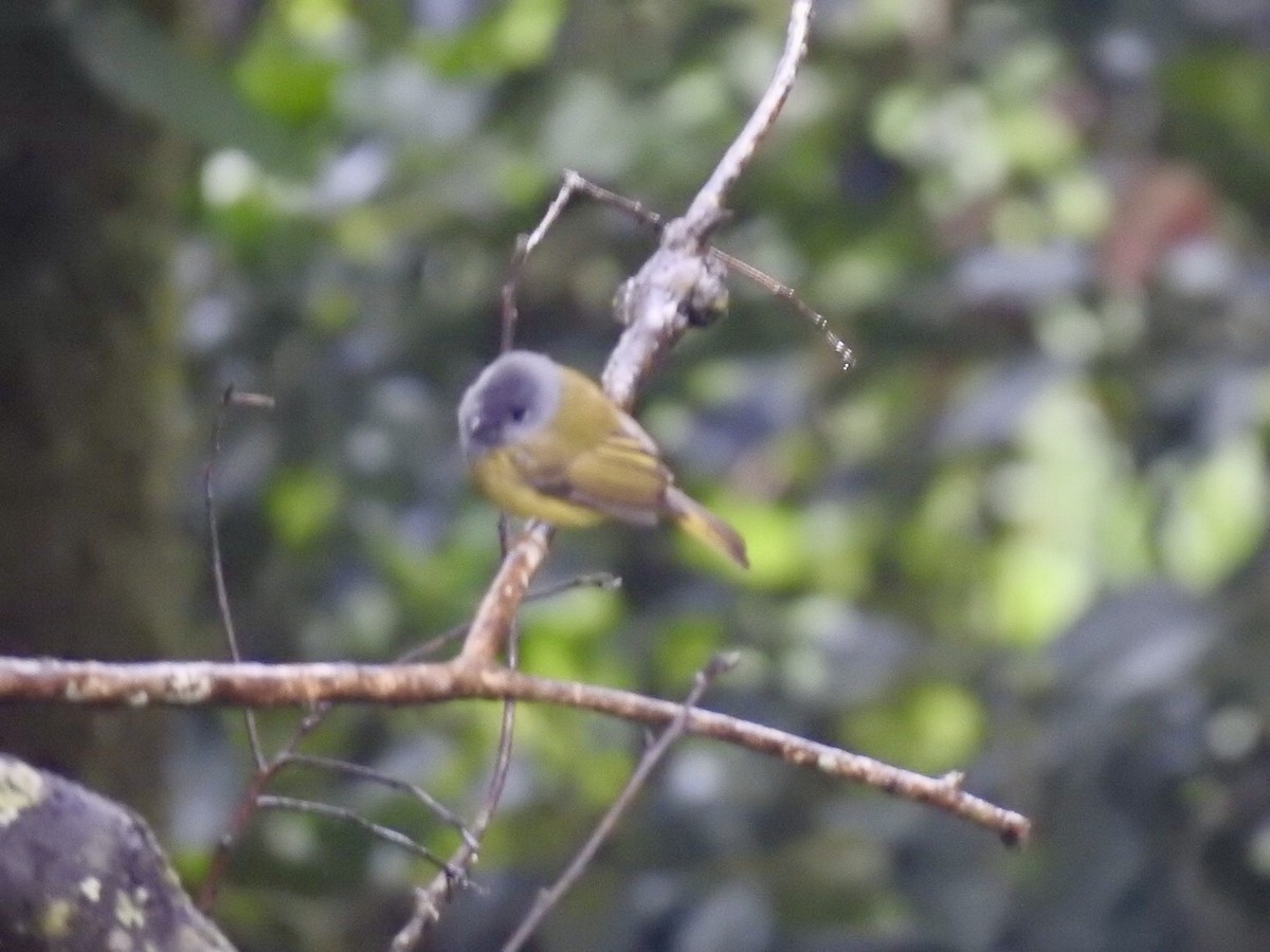 Сероголовая комароловка - ML645708681