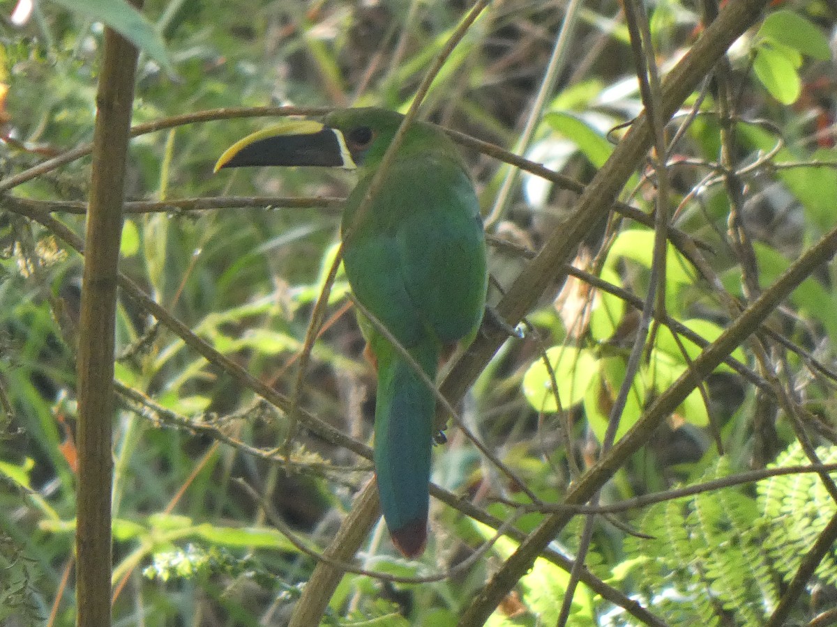 Southern Emerald-Toucanet - ML645708687
