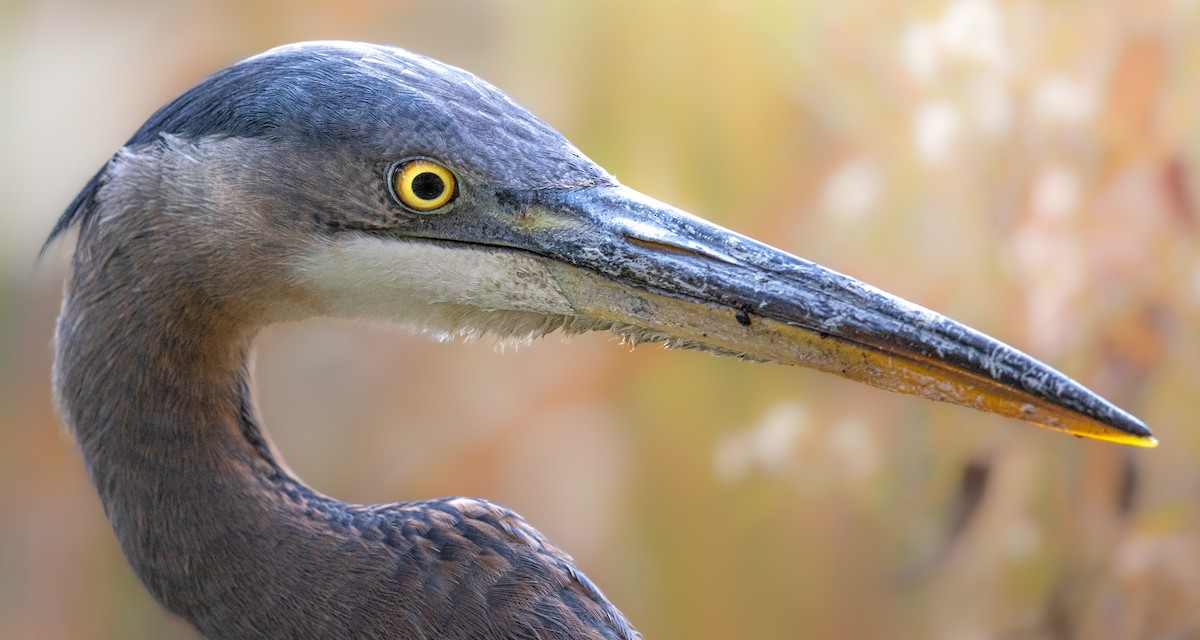Great Blue Heron - ML645708688