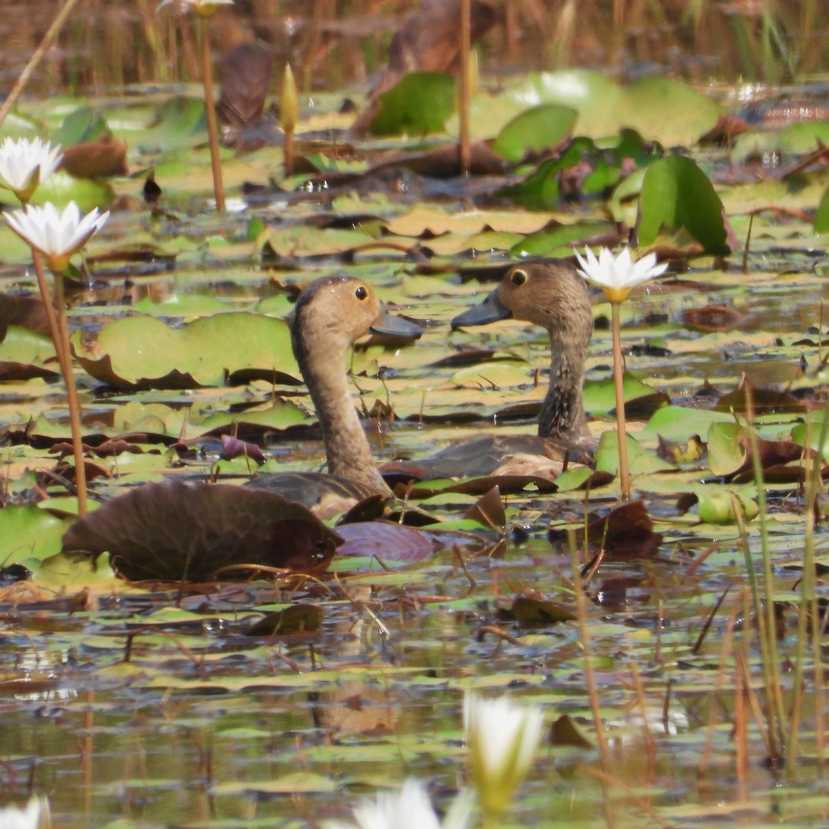 Lesser Whistling-Duck - ML645708690