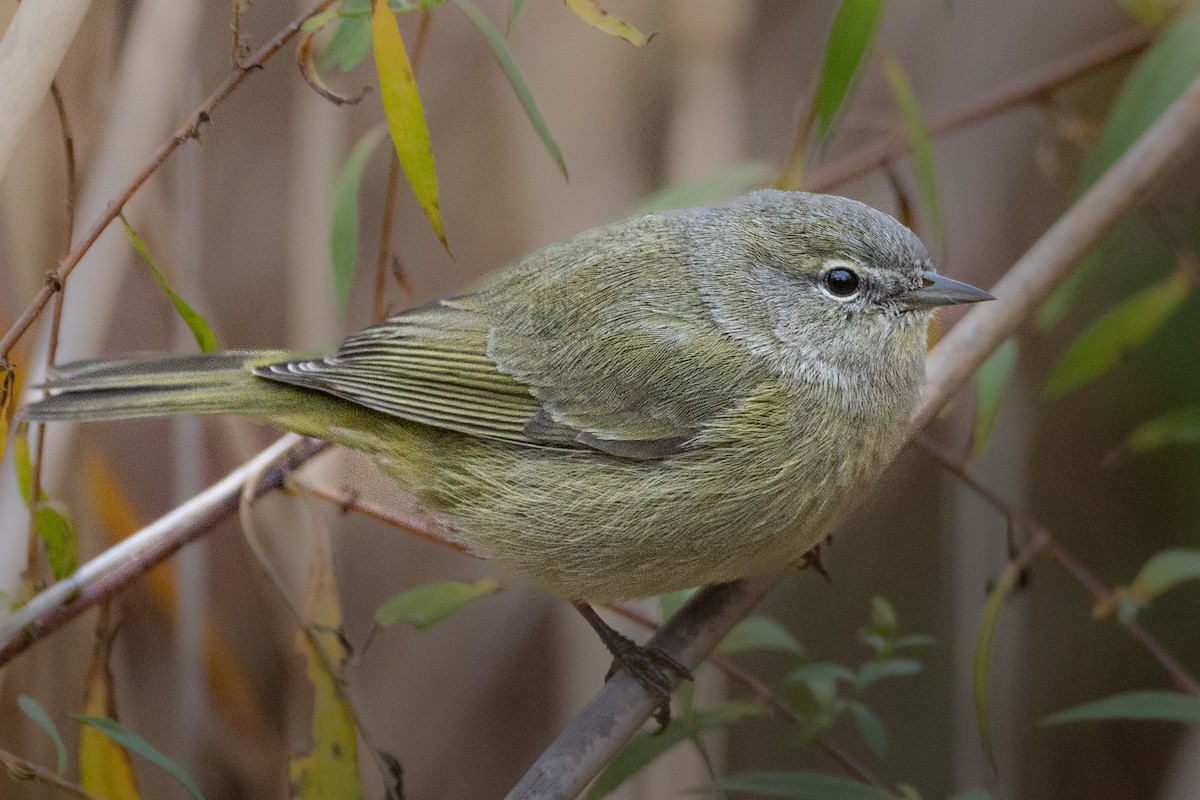 Orange-crowned Warbler - ML645708693