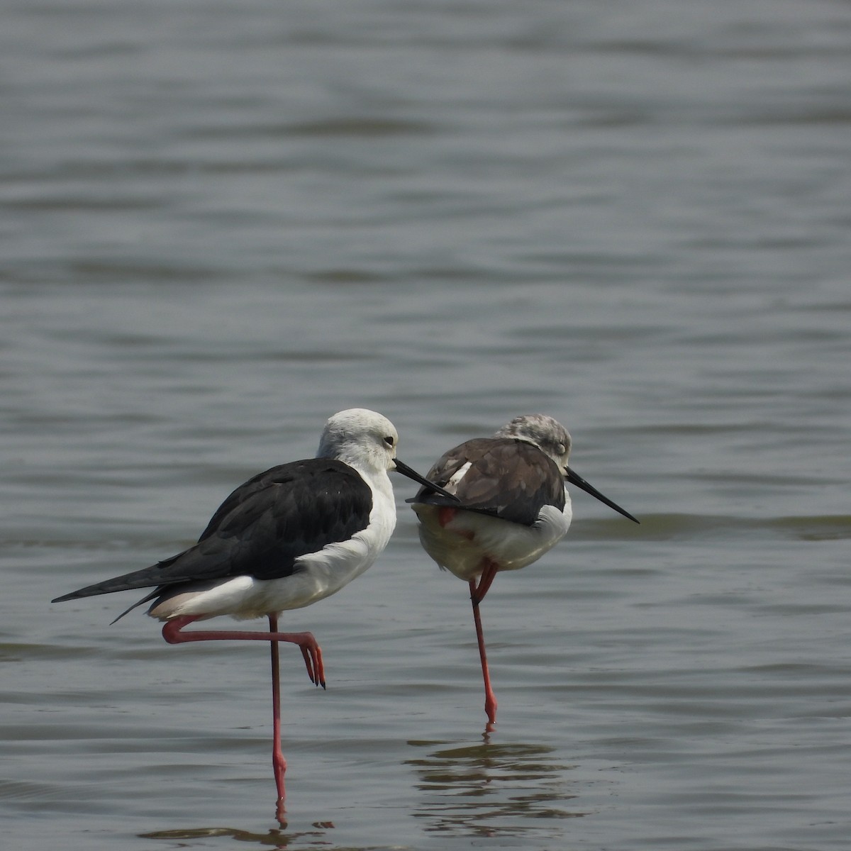 Black-winged Stilt - ML645708694
