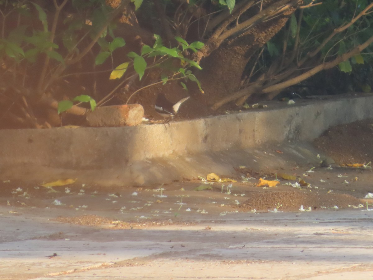 Oriental Magpie-Robin - ML645708696