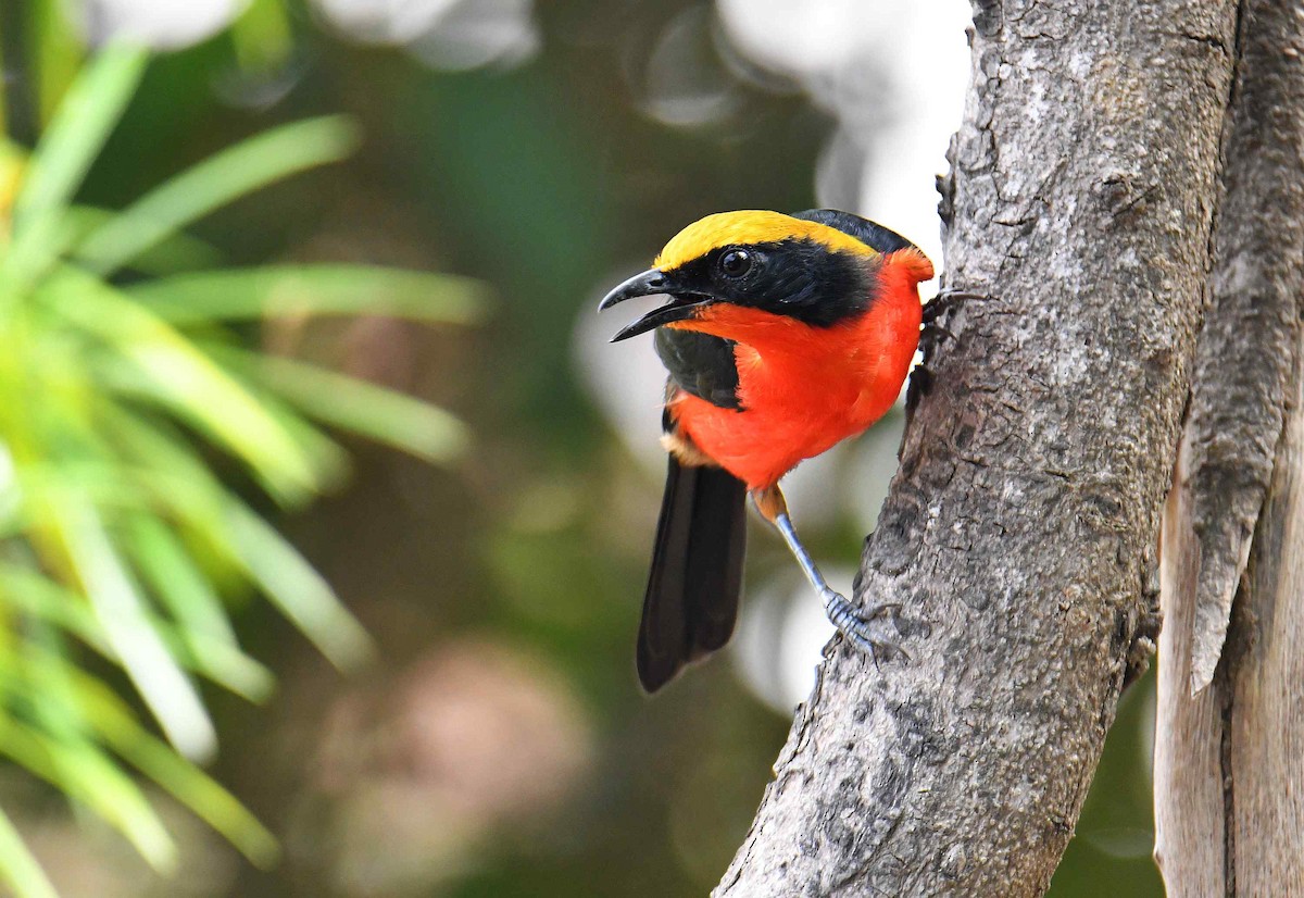 Yellow-crowned Gonolek - ML645708697