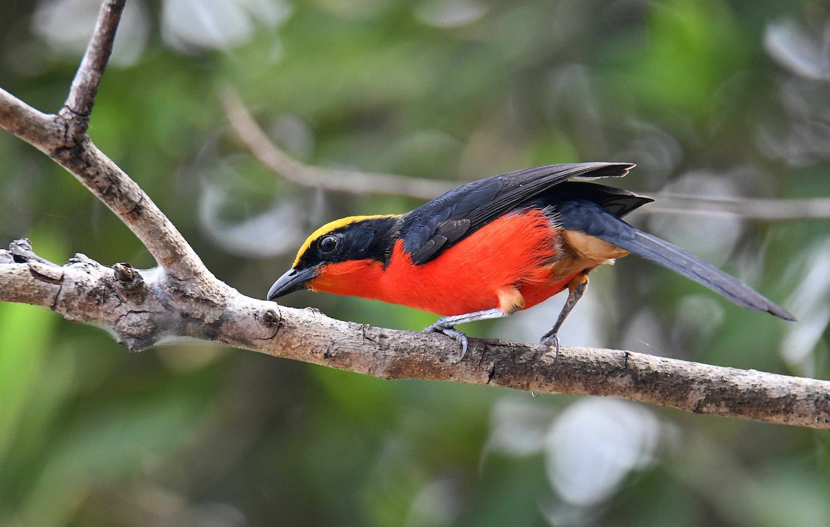 Yellow-crowned Gonolek - ML645708698