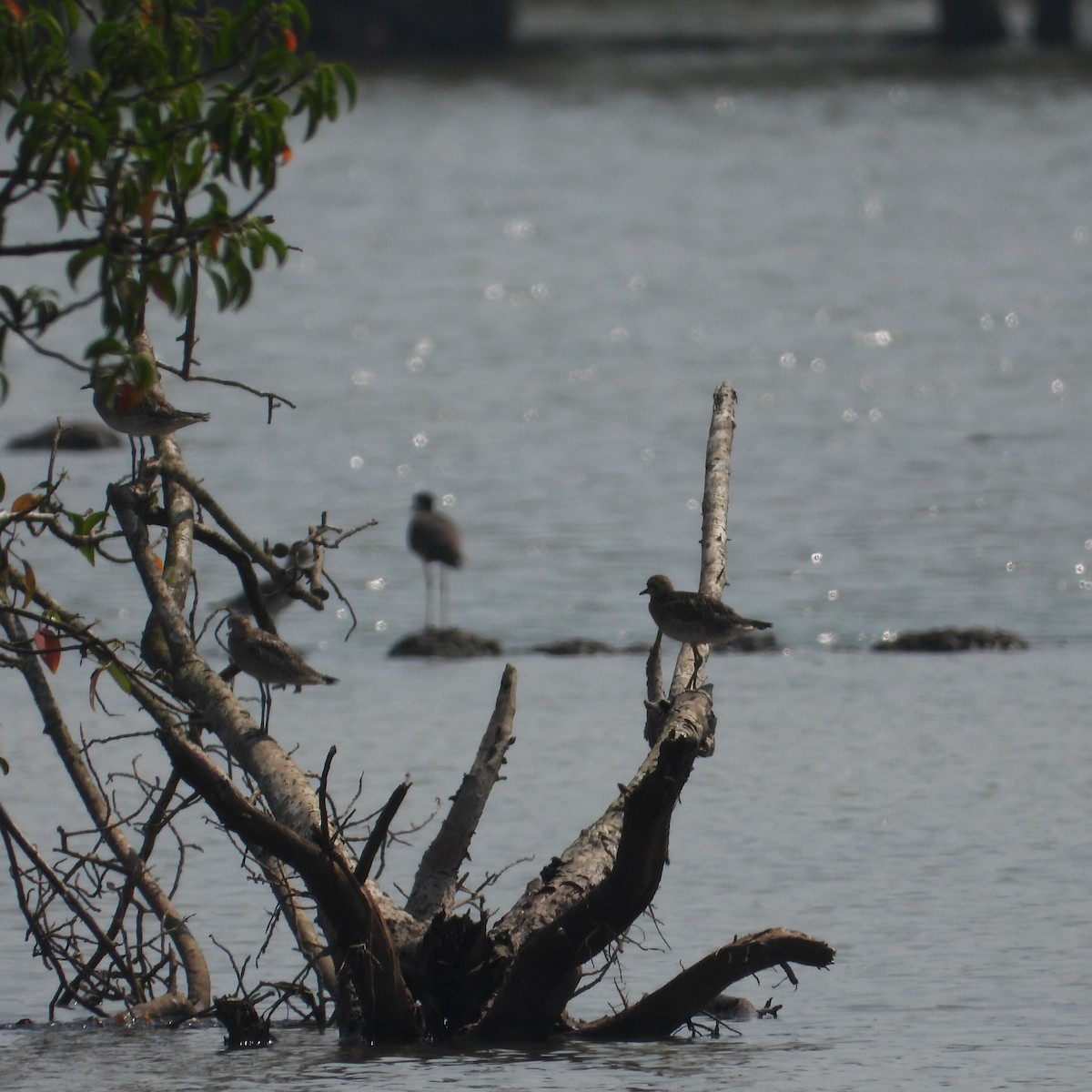 Pacific Golden-Plover - ML645708700