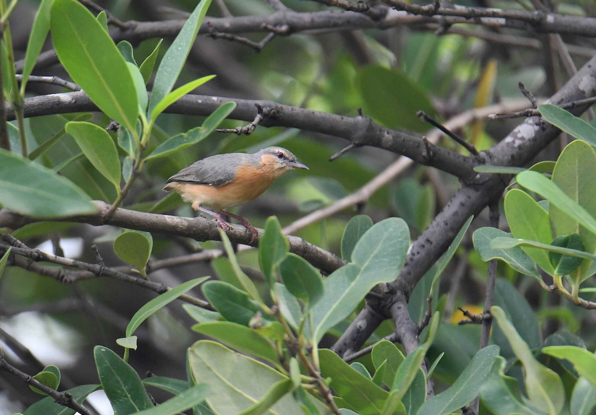 Northern Crombec - ML645708704