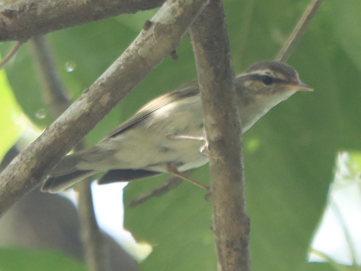 Arctic Warbler - ML645708705