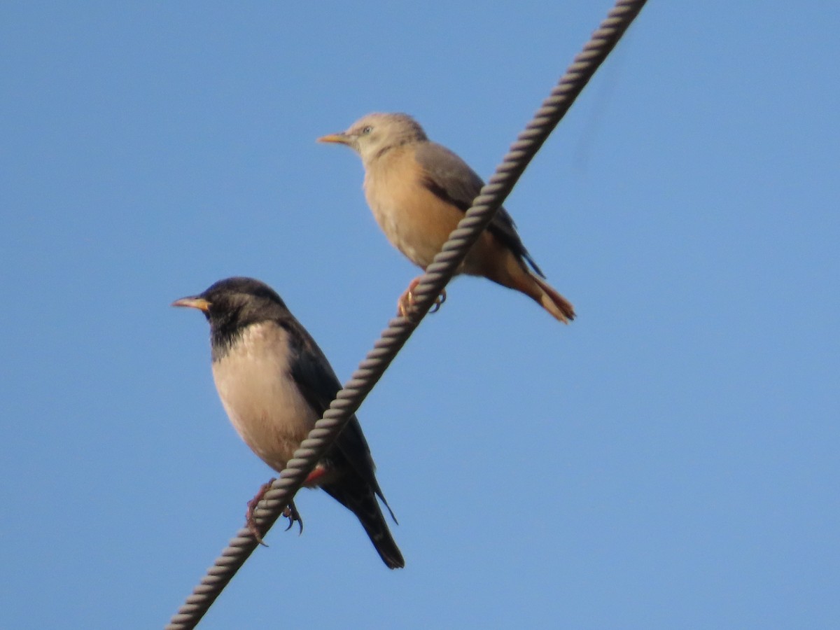 Chestnut-tailed Starling - ML645708706