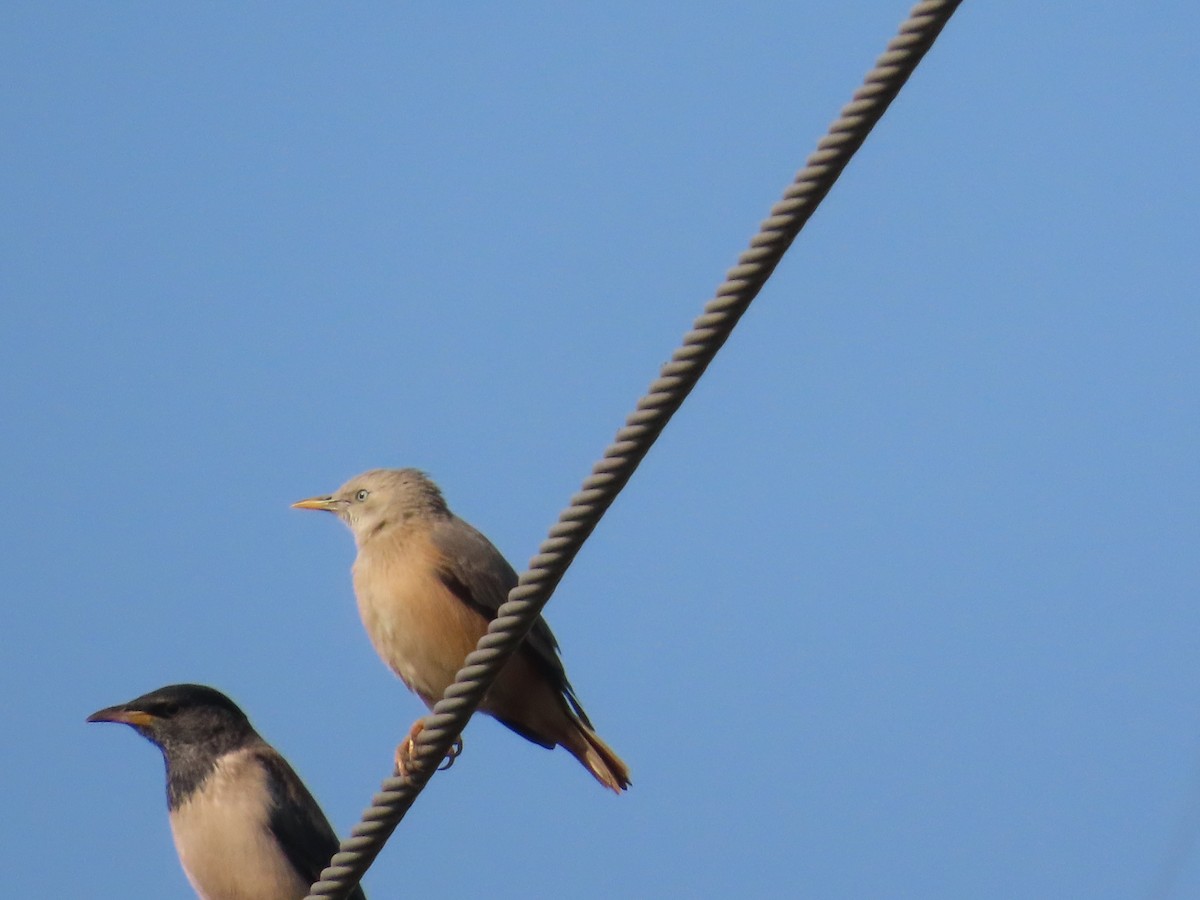 Chestnut-tailed Starling - ML645708707
