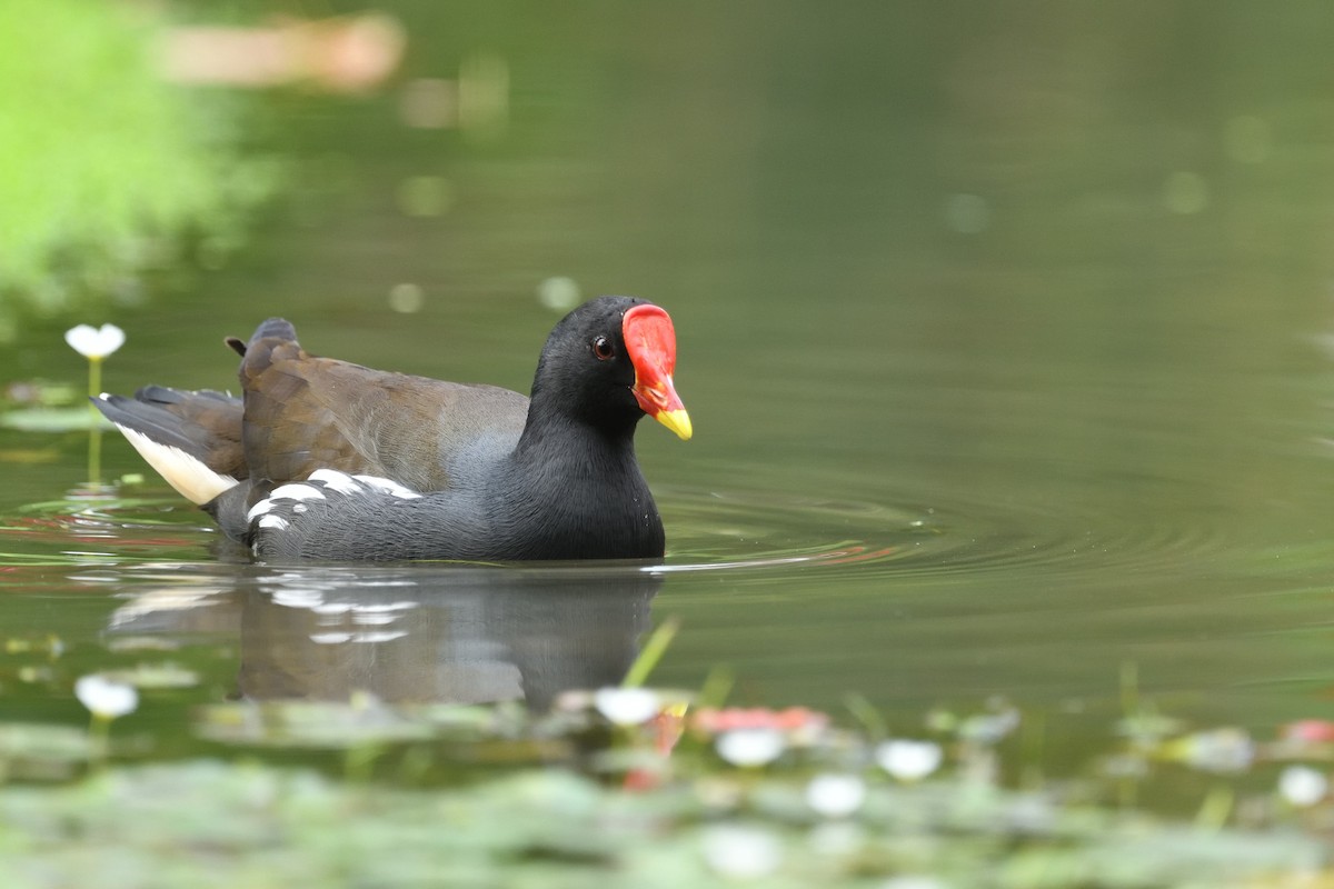 Eurasian Moorhen - ML645708708