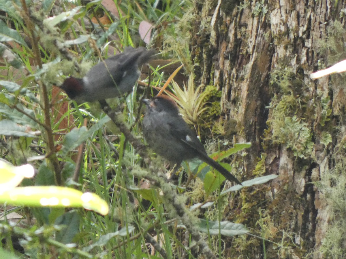 Cinnamon Flycatcher - ML645708709