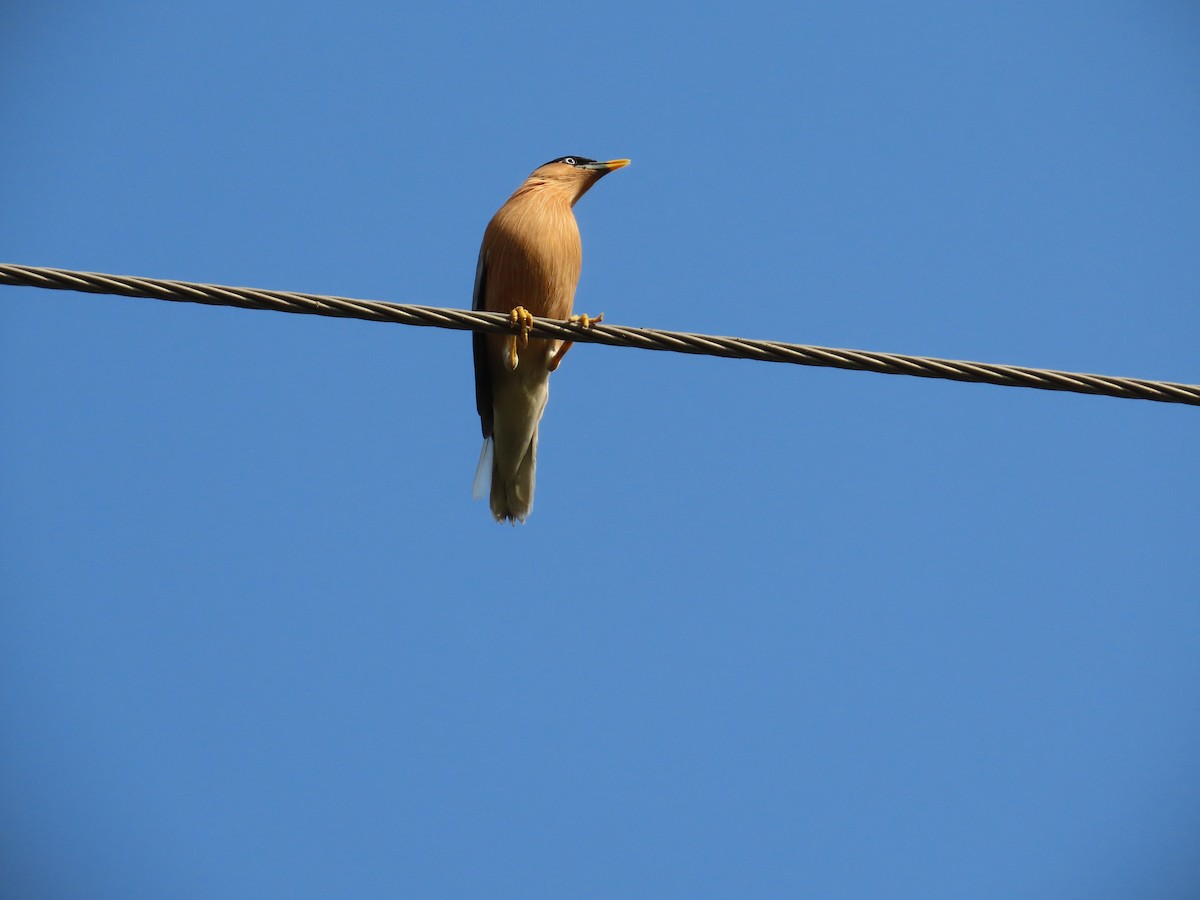 Brahminy Starling - ML645708710