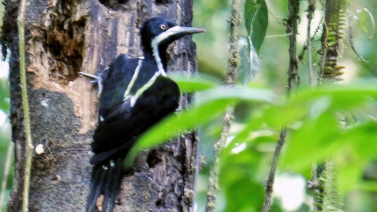 Powerful Woodpecker - ML645708712
