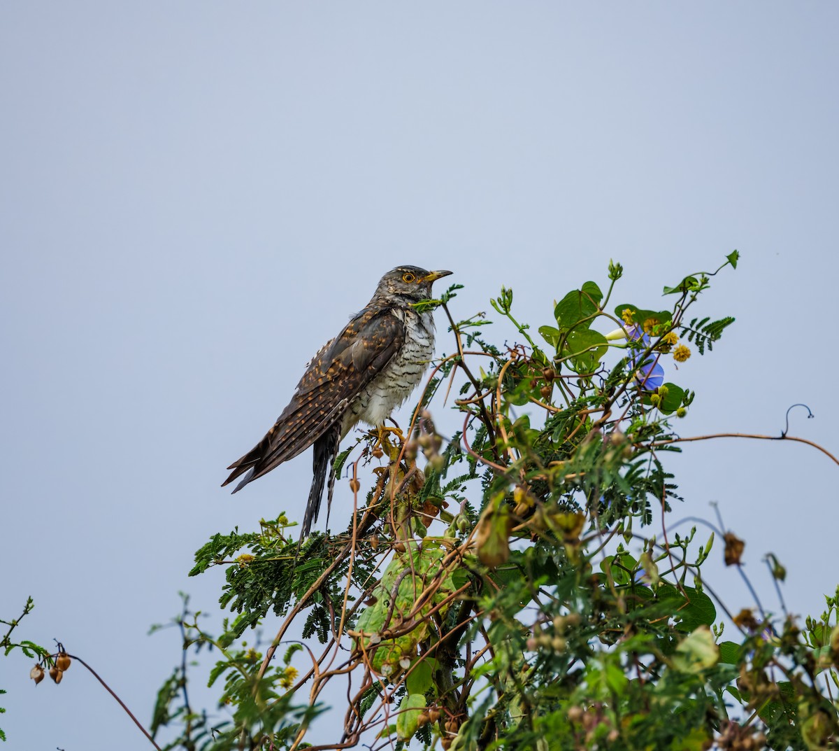 Common Cuckoo - ML645708713