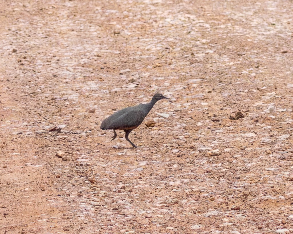 Cinereous Tinamou - ML645708714