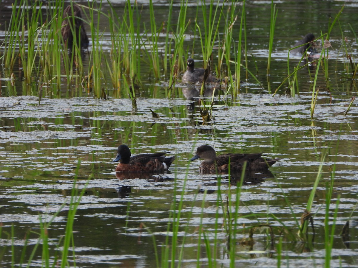 Chestnut Teal - ML645708715