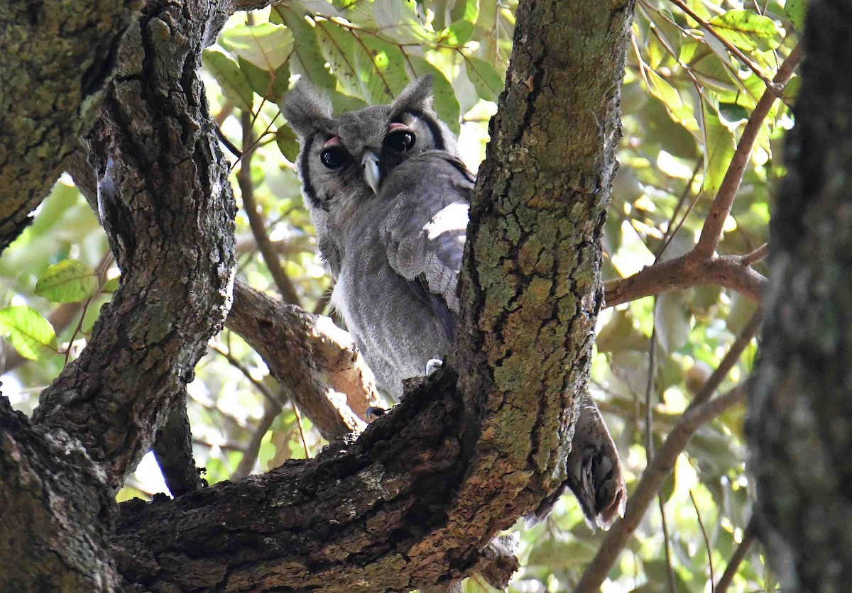 Verreaux's Eagle-Owl - ML645708717