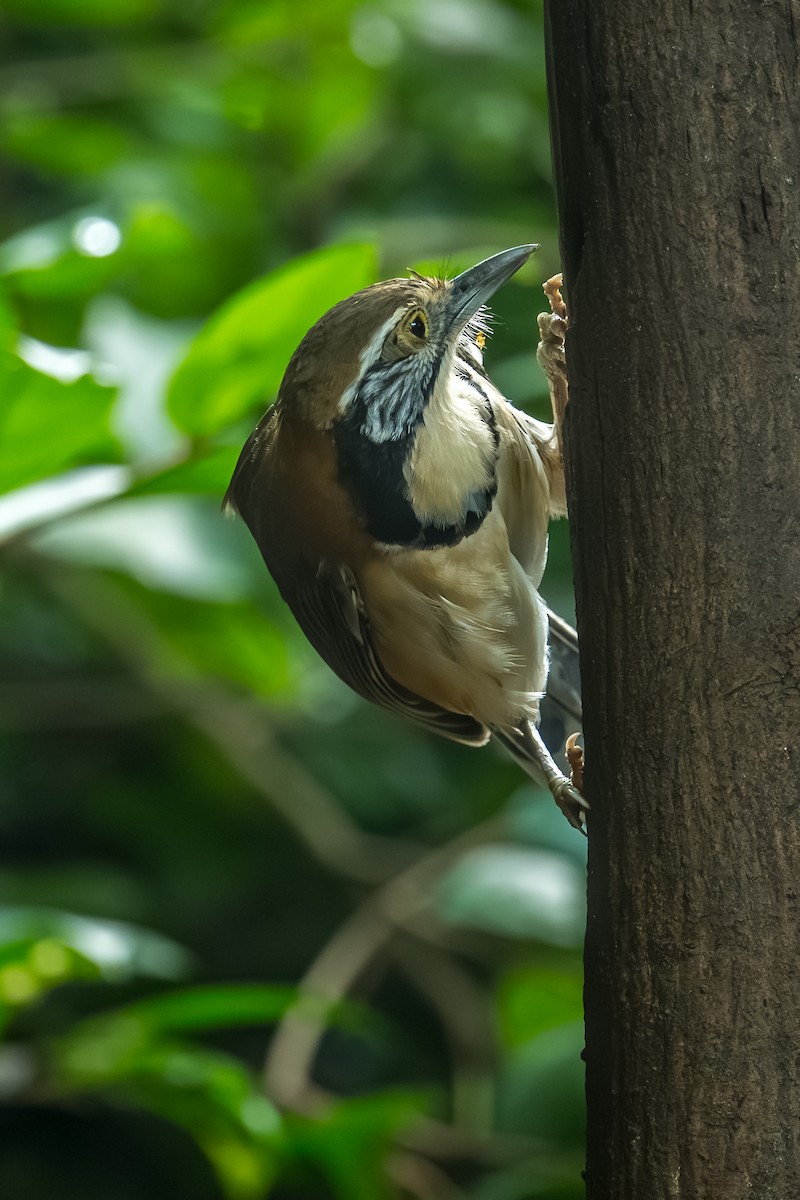 Greater Necklaced Laughingthrush - ML645708719