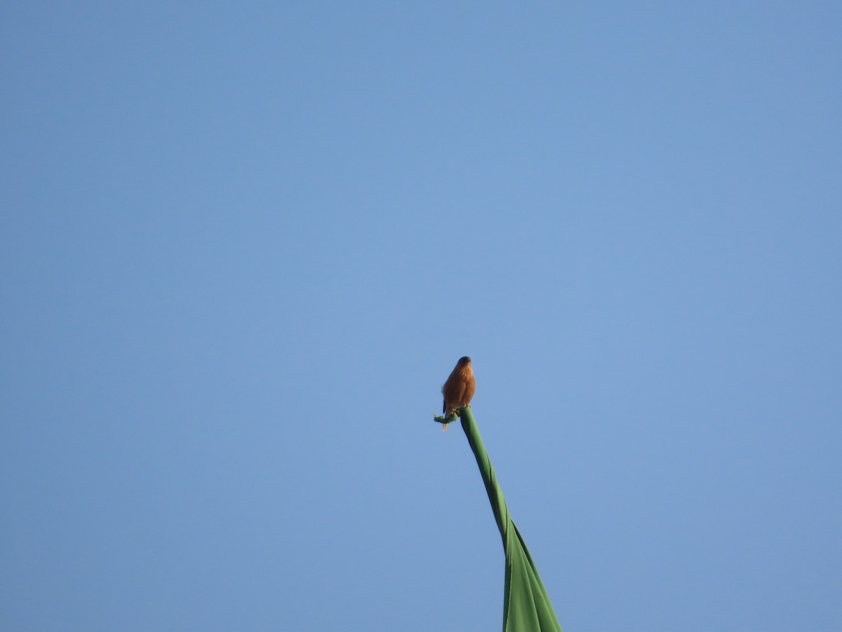 Brahminy Starling - ML645708721