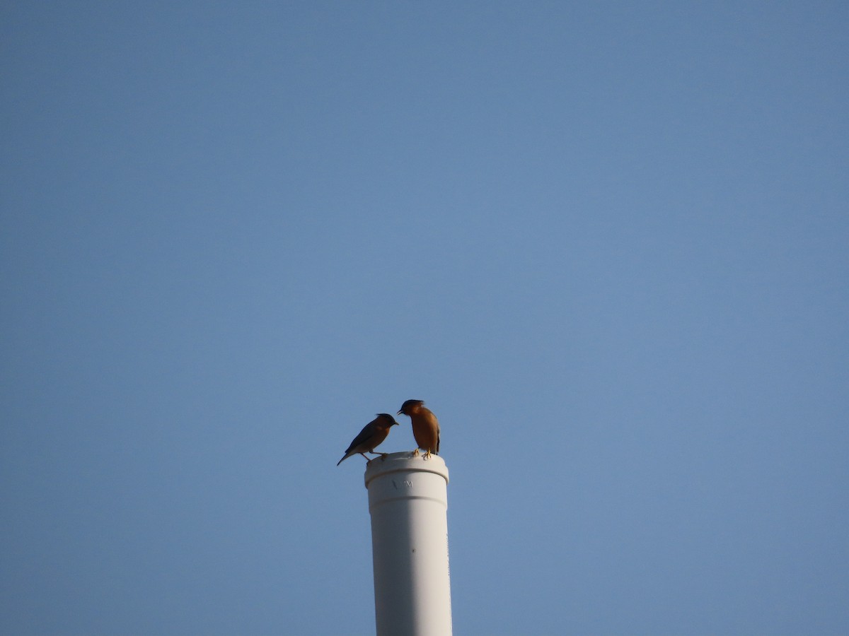 Brahminy Starling - ML645708722
