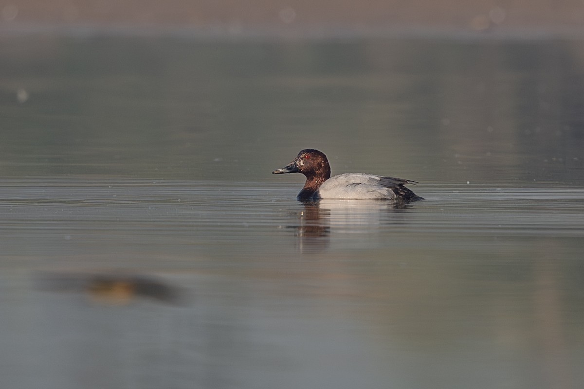 Common Pochard - ML645708724