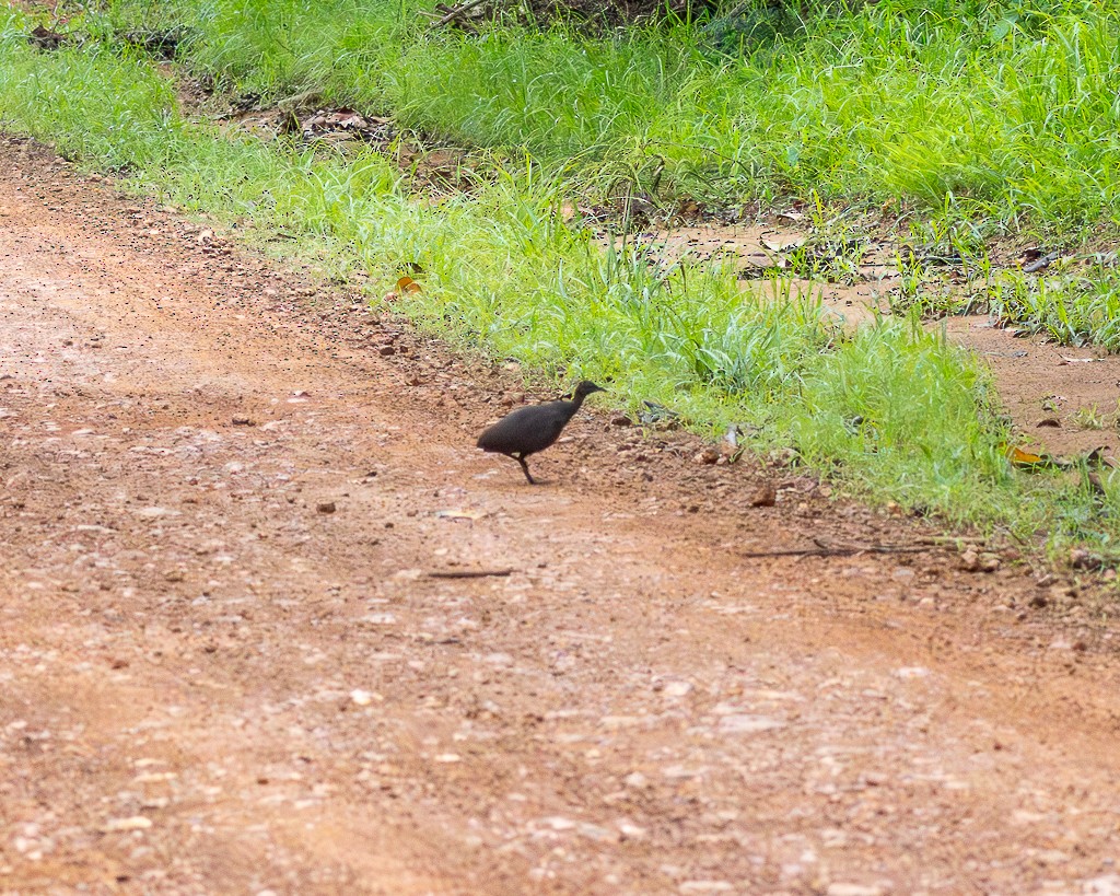 Karaca Tinamu - ML645708727