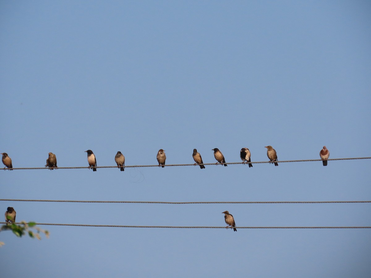 Rosy Starling - ML645708728